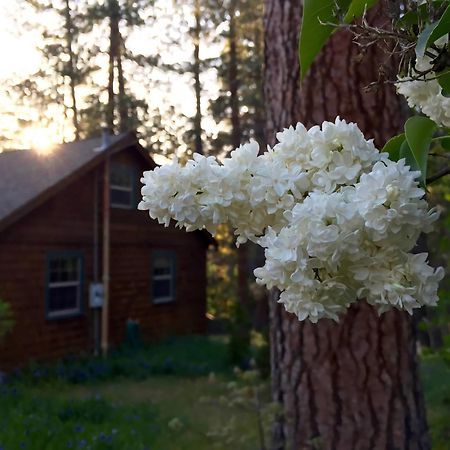 Ahwahnee-Be Vintage Cabin - Walk To Town! ไอดิลล์ไวลด์ ภายนอก รูปภาพ